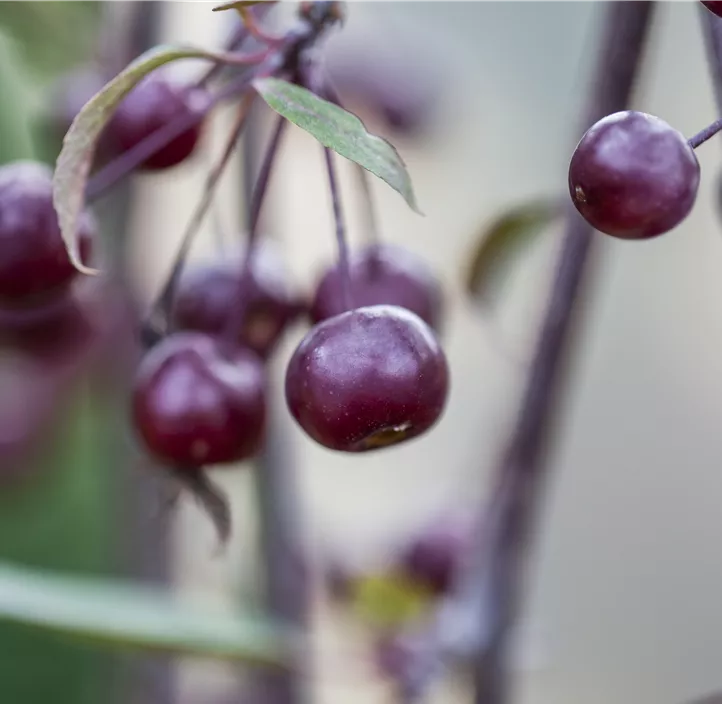 Zierapfel 'Royal Beauty'