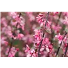bellaflora Gartencenter GmbH