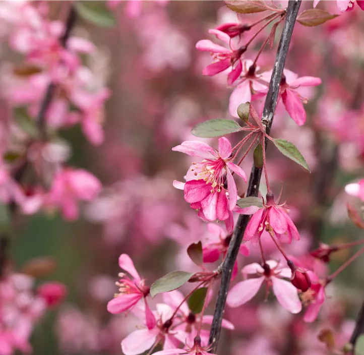 Zierapfel 'Royal Beauty'