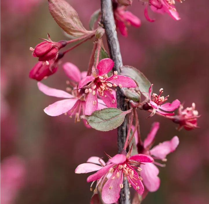 Zierapfel 'Royal Beauty'