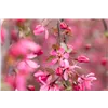bellaflora Gartencenter GmbH