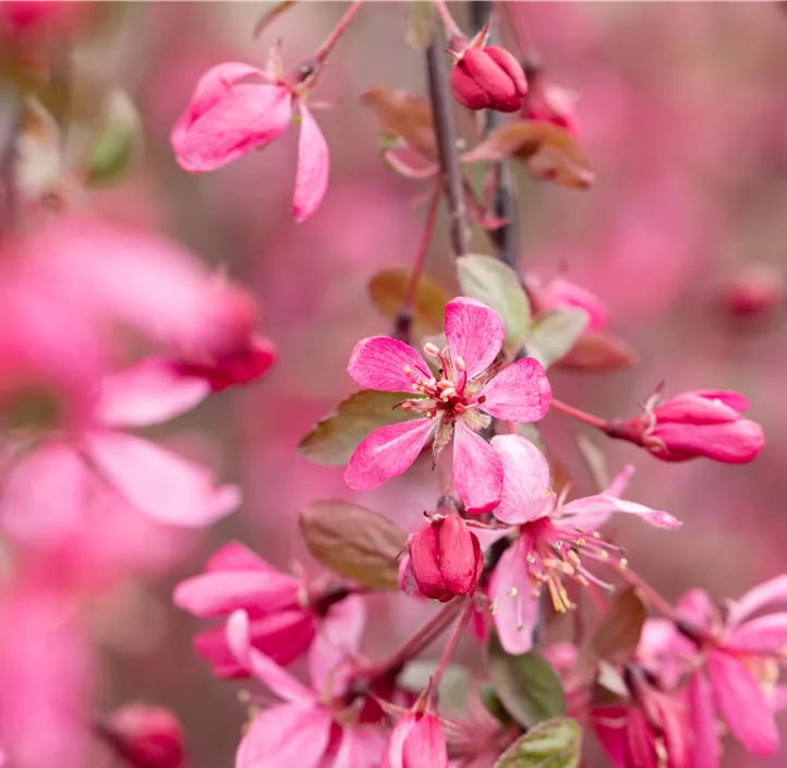 Zierapfel 'Royal Beauty'