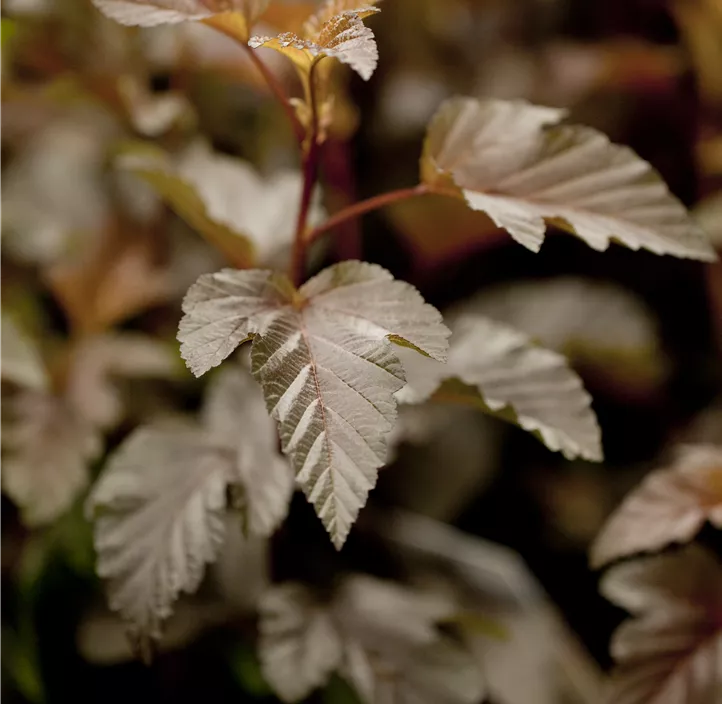 Fasanenspiere 'Lady in Red'®