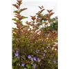 bellaflora Gartencenter GmbH
