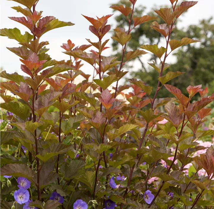 Fasanenspiere 'Lady in Red'®