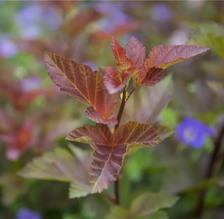 Fasanenspiere 'Lady in Red'®