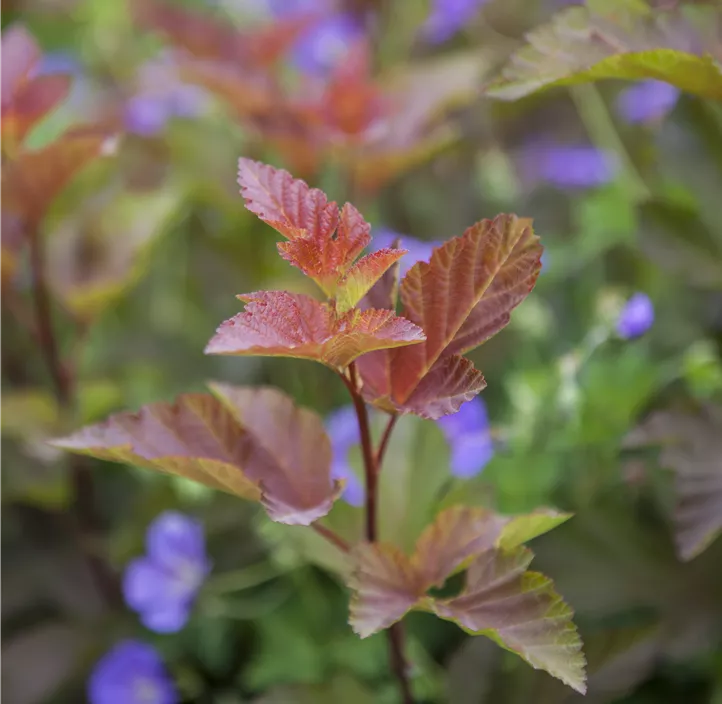 Fasanenspiere 'Lady in Red'®