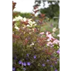 bellaflora Gartencenter GmbH