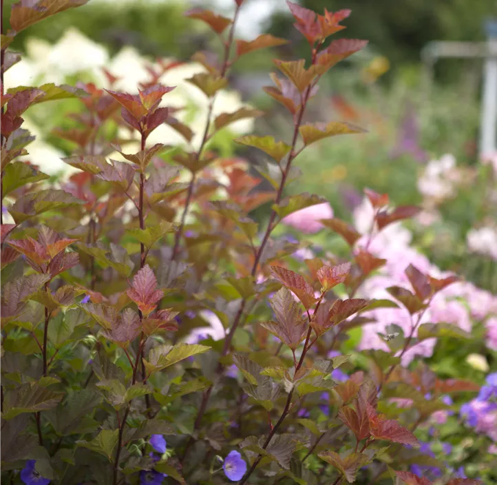 Fasanenspiere 'Lady in Red'®