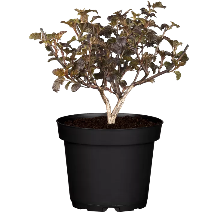 Fasanenspiere 'Lady in Red'®