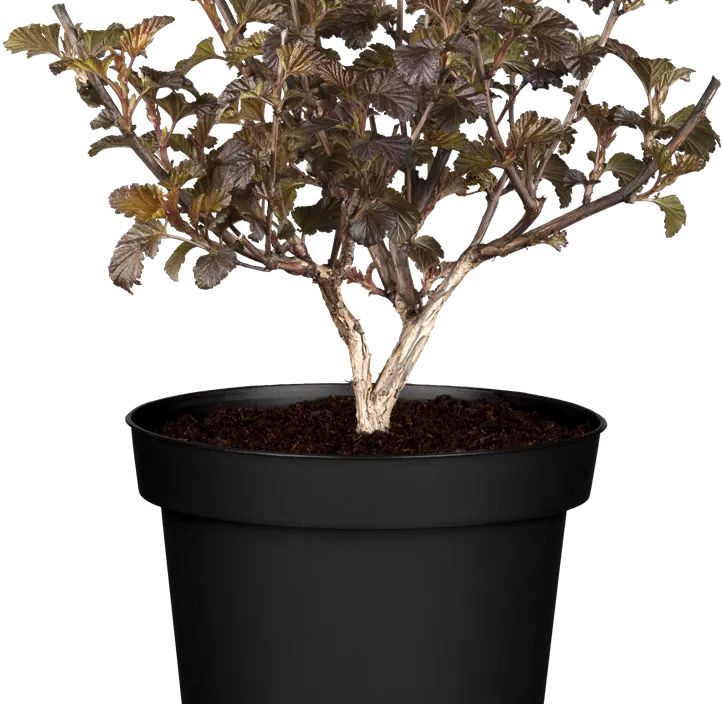 Fasanenspiere 'Lady in Red'®