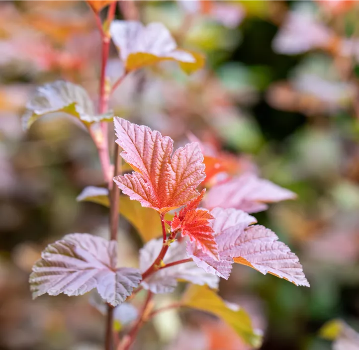 Fasanenspiere 'Lady in Red'®