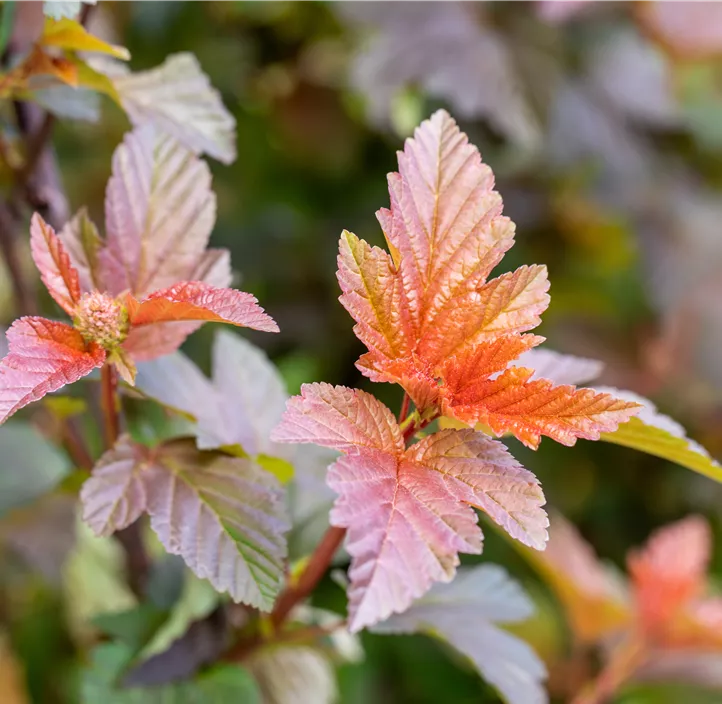 Fasanenspiere 'Lady in Red'®