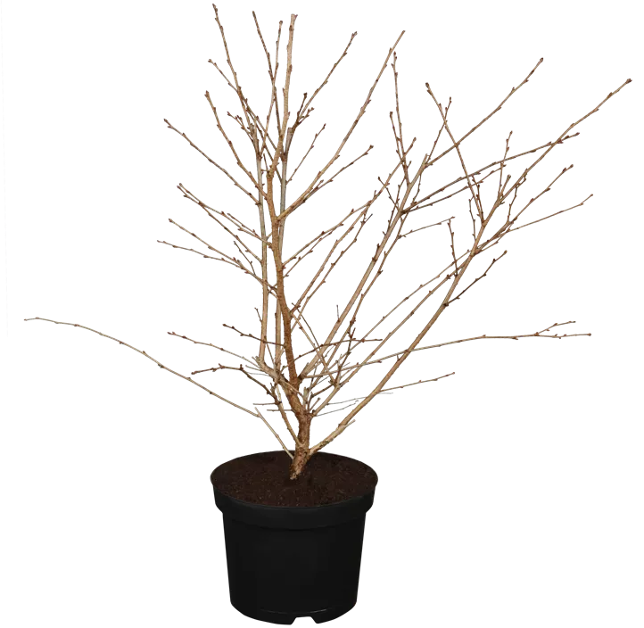 Geschlitzte Kirsche 'Mikinori'