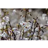 bellaflora Gartencenter GmbH