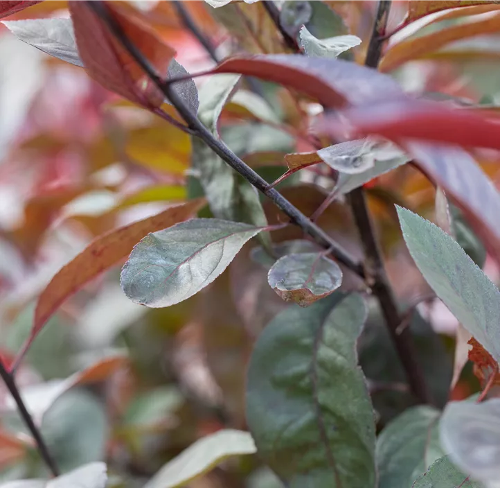 Traubenkirsche 'Colorata'