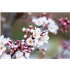 bellaflora Gartencenter GmbH