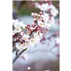 bellaflora Gartencenter GmbH
