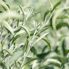 Pyrus salicifolia Pendula