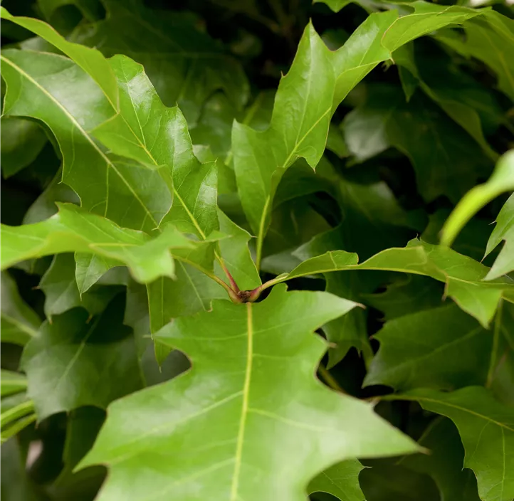 Sumpf-Eiche 'Green Dwarf'