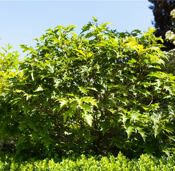Sumpf-Eiche 'Green Dwarf'