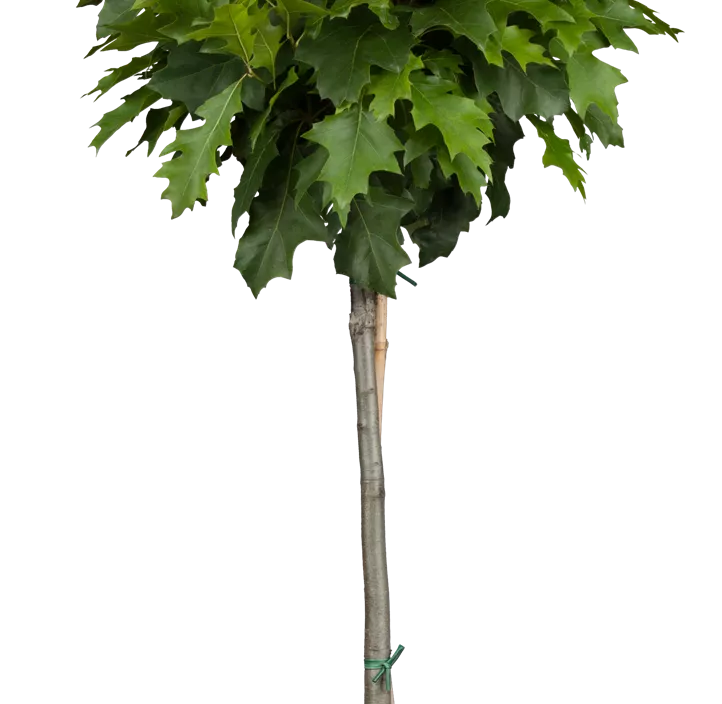 Sumpf-Eiche 'Green Dwarf'