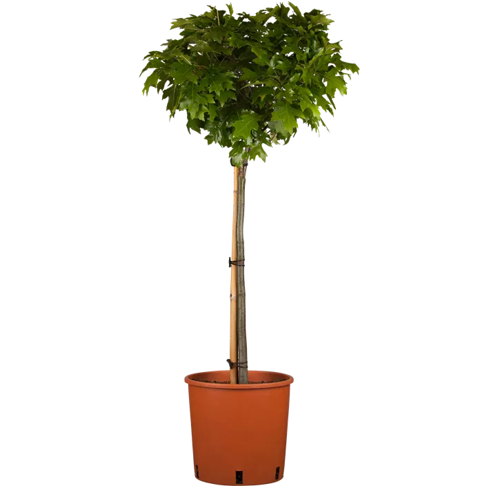 Sumpf-Eiche 'Green Dwarf'