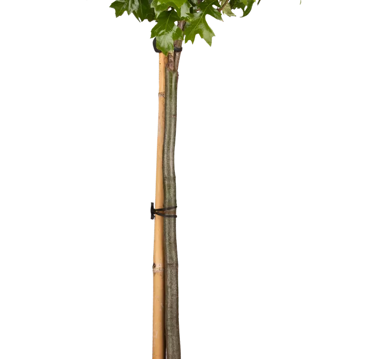 Sumpf-Eiche 'Green Dwarf'