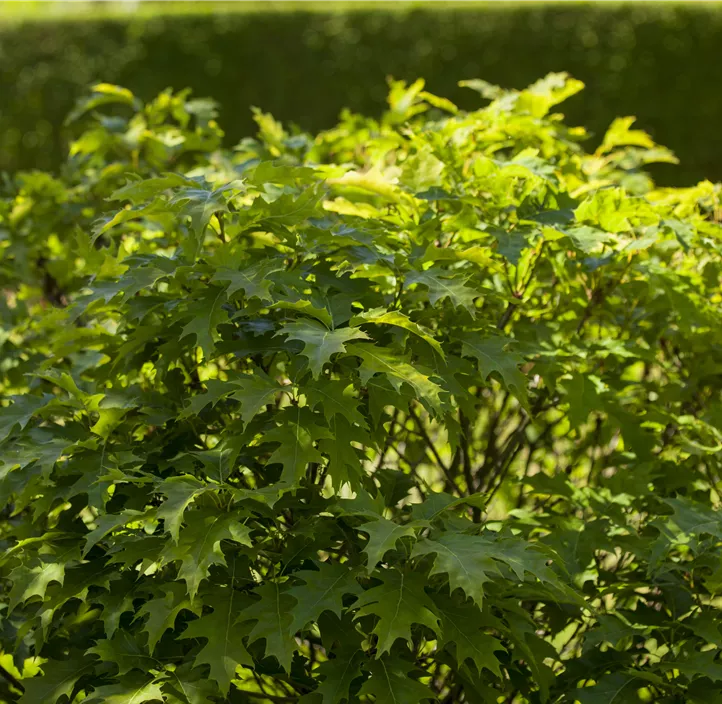 Sumpf-Eiche 'Green Dwarf'
