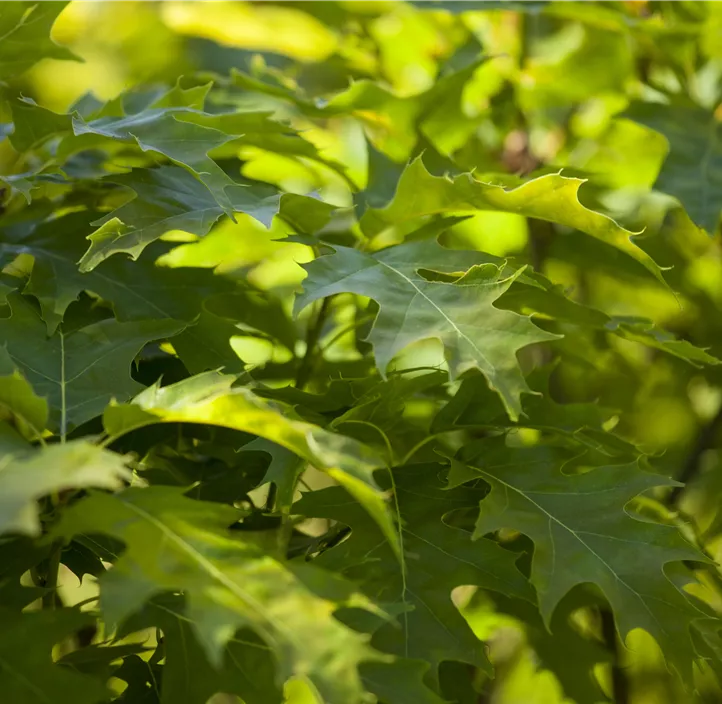 Sumpf-Eiche 'Green Dwarf'