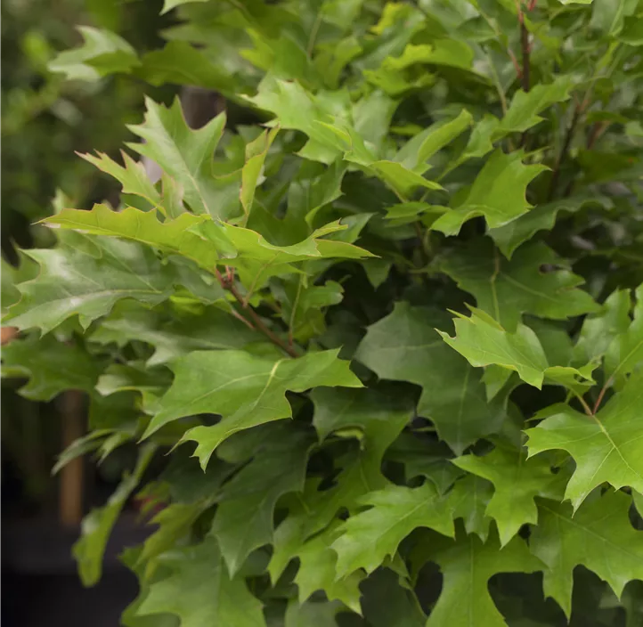 Sumpf-Eiche 'Green Dwarf'