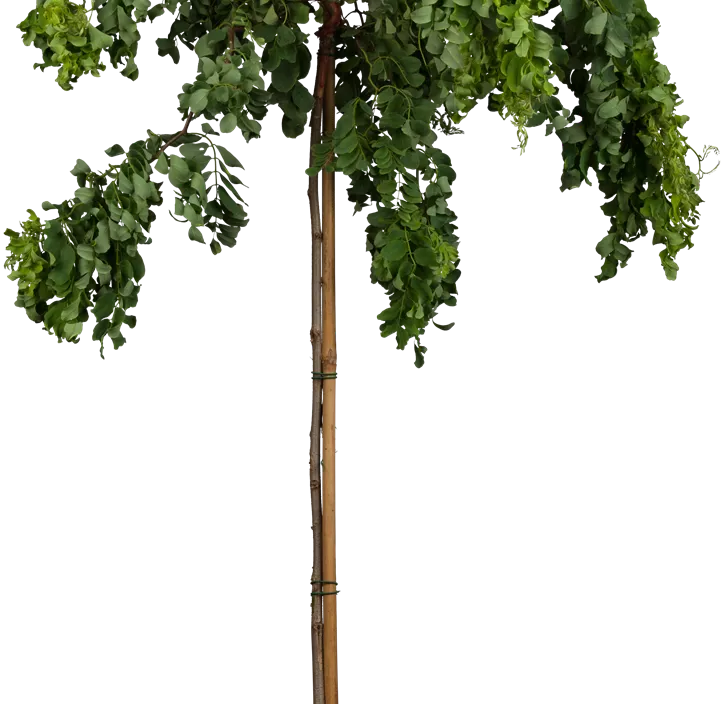 Scheinakazie 'Twisty Baby'®