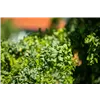 bellaflora Gartencenter GmbH