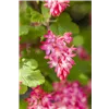 bellaflora Gartencenter GmbH