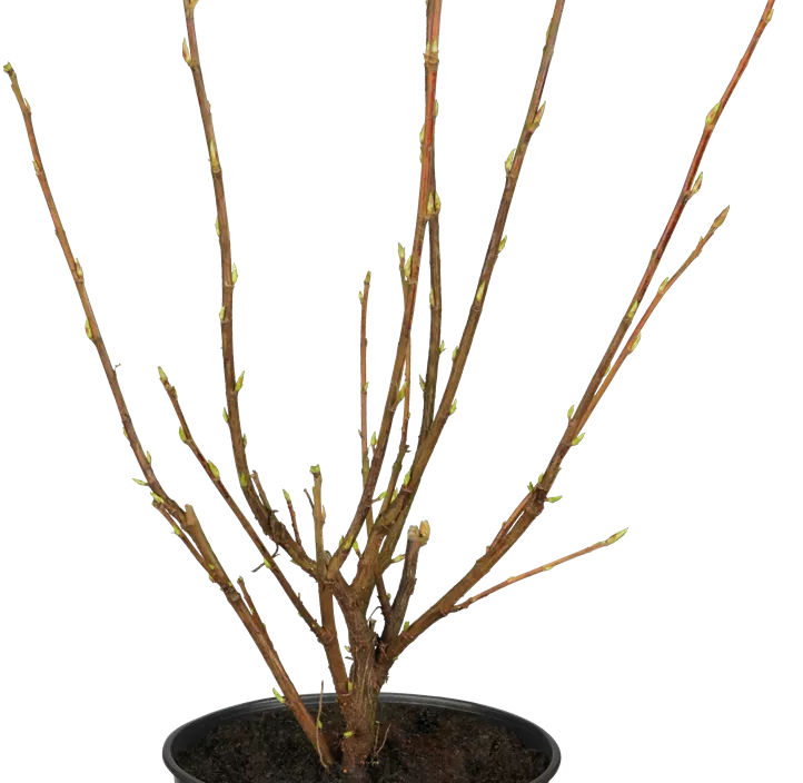 Blut-Zierjohannisbeere 'King Edward VII' Blut-Zierjohannisbeere 'King Edward VII'