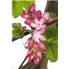 bellaflora Gartencenter GmbH