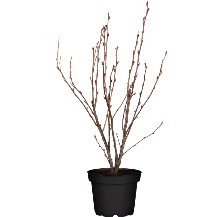 Blut-Zierjohannisbeere 'King Edward VII'
