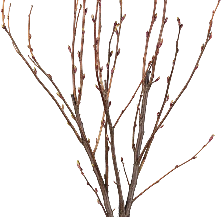 Blut-Zierjohannisbeere 'King Edward VII' Blut-Zierjohannisbeere 'King Edward VII'