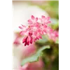 bellaflora Gartencenter GmbH