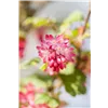 bellaflora Gartencenter GmbH