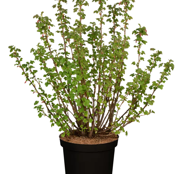 Zierjohannisbeere 'Pulborough Scarlet' Zierjohannisbeere 'Pulborough Scarlet'