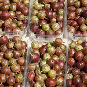 Ribes uva-crispa BIO Stachelbeere