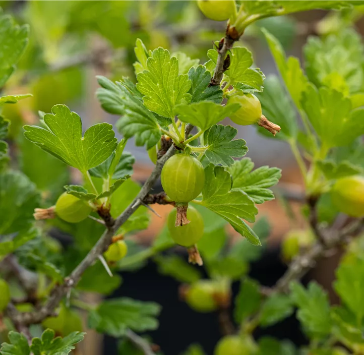 Stachelbeere 'Hinnonmäki'