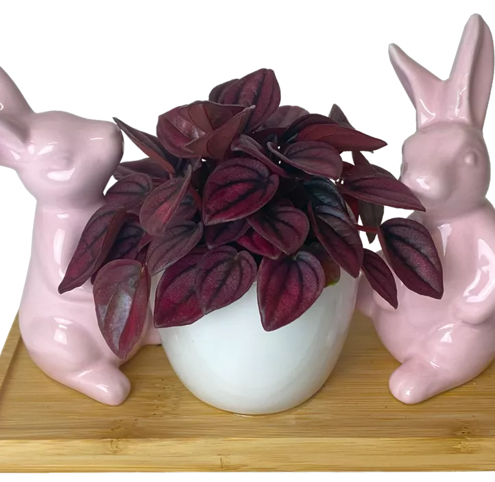 Arrangement Pearl Bunny II Arrangement Pearl Bunny II