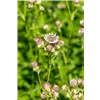 bellaflora Gartencenter GmbH