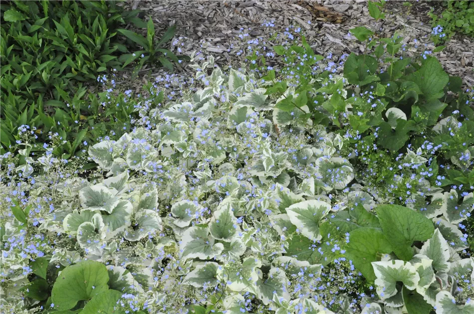 Brunnera macrophylla Variegata, Kaukasusvergissmeinnicht 'Variegata' -  Bellaflora