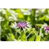 bellaflora Gartencenter GmbH