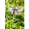 bellaflora Gartencenter GmbH
