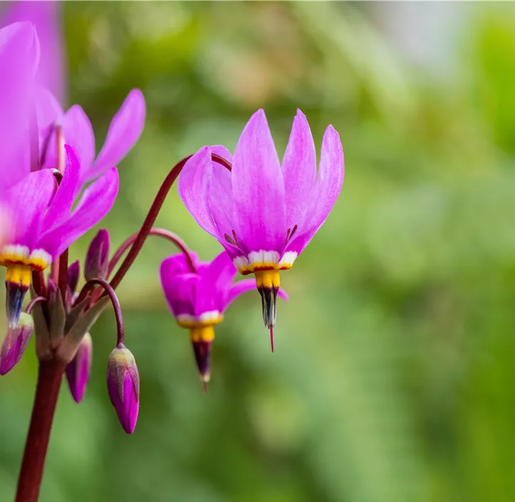 Meads-Götterblume