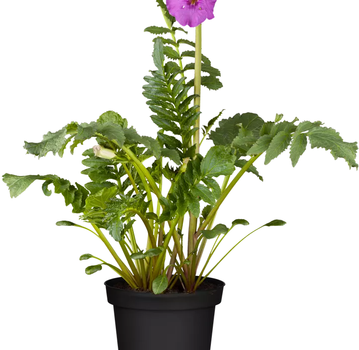 Yunnan-Freilandgloxinie Yunnan-Freilandgloxinie